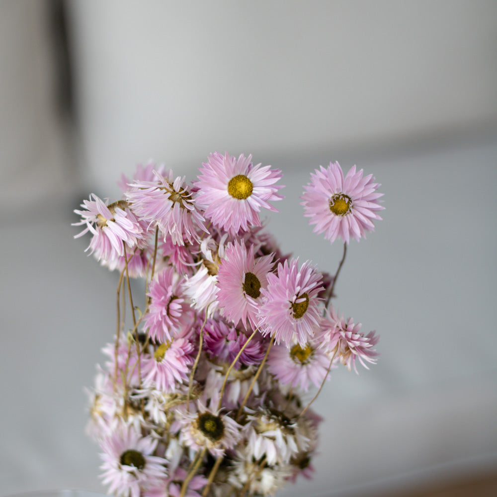 Getrocknete Strohblume Acroclinium 100g 45cm, pink - mahina